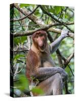 Adult Proboscis Monkey (Nasalis Larvatus) Foraging in Bako National Park, Sarawak, Borneo, Malaysia-Michael Nolan-Stretched Canvas