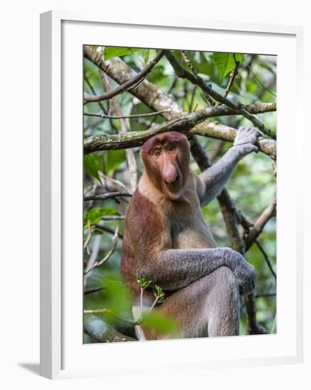 Adult Proboscis Monkey (Nasalis Larvatus) Foraging in Bako National Park, Sarawak, Borneo, Malaysia-Michael Nolan-Framed Photographic Print