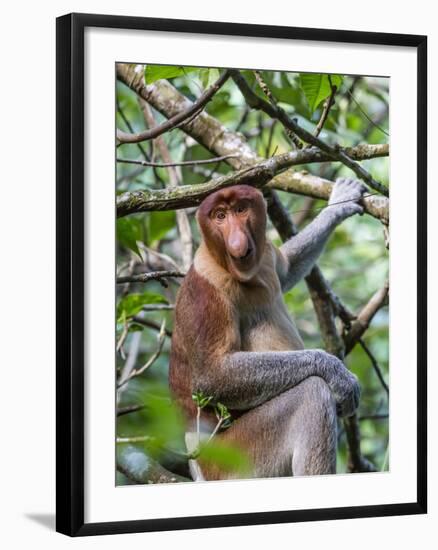 Adult Proboscis Monkey (Nasalis Larvatus) Foraging in Bako National Park, Sarawak, Borneo, Malaysia-Michael Nolan-Framed Photographic Print