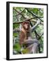 Adult Proboscis Monkey (Nasalis Larvatus) Foraging in Bako National Park, Sarawak, Borneo, Malaysia-Michael Nolan-Framed Photographic Print