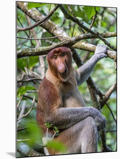 Adult Proboscis Monkey (Nasalis Larvatus) Foraging in Bako National Park, Sarawak, Borneo, Malaysia-Michael Nolan-Mounted Photographic Print