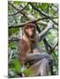 Adult Proboscis Monkey (Nasalis Larvatus) Foraging in Bako National Park, Sarawak, Borneo, Malaysia-Michael Nolan-Mounted Photographic Print