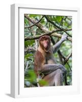 Adult Proboscis Monkey (Nasalis Larvatus) Foraging in Bako National Park, Sarawak, Borneo, Malaysia-Michael Nolan-Framed Photographic Print