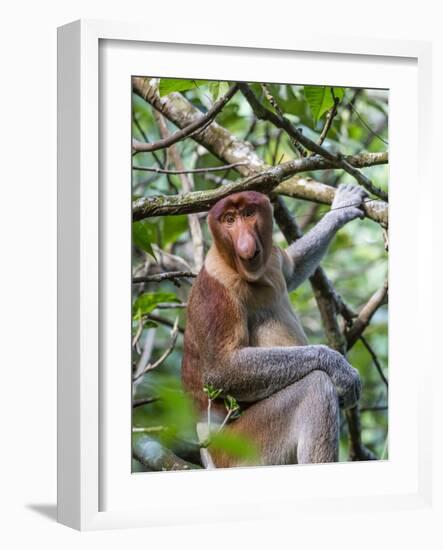 Adult Proboscis Monkey (Nasalis Larvatus) Foraging in Bako National Park, Sarawak, Borneo, Malaysia-Michael Nolan-Framed Photographic Print