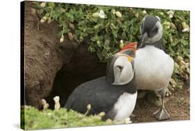 Adult Puffin and Puffling at Entrance to Burrow, Wales, United Kingdom, Europe-Andrew Daview-Stretched Canvas