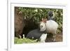 Adult Puffin and Puffling at Entrance to Burrow, Wales, United Kingdom, Europe-Andrew Daview-Framed Photographic Print