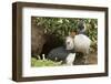 Adult Puffin and Puffling at Entrance to Burrow, Wales, United Kingdom, Europe-Andrew Daview-Framed Photographic Print