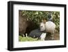 Adult Puffin and Puffling at Entrance to Burrow, Wales, United Kingdom, Europe-Andrew Daview-Framed Photographic Print