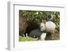 Adult Puffin and Puffling at Entrance to Burrow, Wales, United Kingdom, Europe-Andrew Daview-Framed Photographic Print