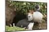 Adult Puffin and Puffling at Entrance to Burrow, Wales, United Kingdom, Europe-Andrew Daview-Mounted Photographic Print