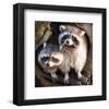 Adult Raccoon at His Nest-null-Framed Art Print
