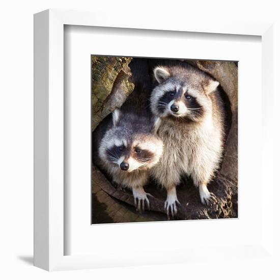 Adult Raccoon at His Nest-null-Framed Art Print