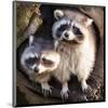 Adult Raccoon at His Nest-null-Mounted Art Print