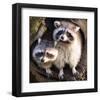 Adult Raccoon at His Nest-null-Framed Art Print