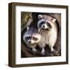 Adult Raccoon at His Nest-null-Framed Art Print