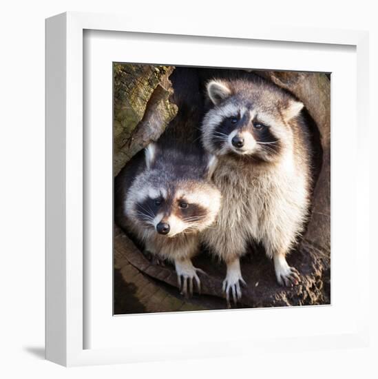 Adult Raccoon at His Nest-null-Framed Art Print