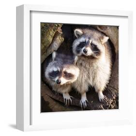 Adult Raccoon at His Nest-null-Framed Art Print