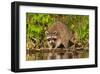 Adult Raccoon Hunting for Food-null-Framed Art Print