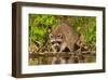 Adult Raccoon Hunting for Food-null-Framed Art Print