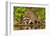 Adult Raccoon Hunting for Food-null-Framed Art Print