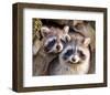 Adult Raccoon Nest Closeup-null-Framed Art Print