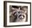 Adult Raccoon Nest Closeup-null-Framed Art Print