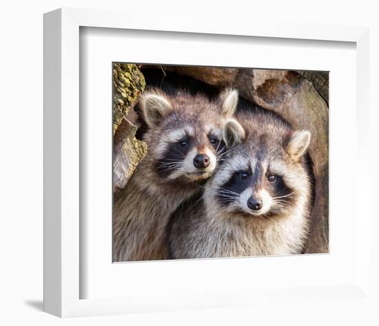 Adult Raccoon Nest Closeup-null-Framed Art Print