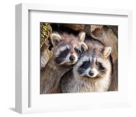 Adult Raccoon Nest Closeup-null-Framed Art Print