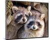 Adult Raccoon Nest Closeup-null-Mounted Art Print