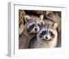 Adult Raccoon Nest Closeup-null-Framed Art Print