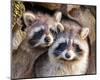 Adult Raccoon Nest Closeup-null-Mounted Art Print