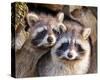 Adult Raccoon Nest Closeup-null-Stretched Canvas