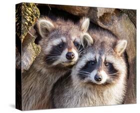 Adult Raccoon Nest Closeup-null-Stretched Canvas