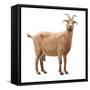 Adult Red Goat with Horns and Milk Udder. Isolated-yevgeniy11-Framed Stretched Canvas