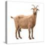 Adult Red Goat with Horns and Milk Udder. Isolated-yevgeniy11-Stretched Canvas