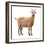 Adult Red Goat with Horns and Milk Udder. Isolated-yevgeniy11-Framed Photographic Print