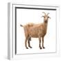 Adult Red Goat with Horns and Milk Udder. Isolated-yevgeniy11-Framed Photographic Print