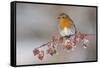 Adult Robin (Erithacus Rubecula) in Winter, Perched on Twig with Frozen Crab Apples, Scotland, UK-Mark Hamblin-Framed Stretched Canvas