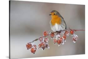 Adult Robin (Erithacus Rubecula) in Winter, Perched on Twig with Frozen Crab Apples, Scotland, UK-Mark Hamblin-Stretched Canvas