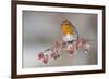 Adult Robin (Erithacus Rubecula) in Winter, Perched on Twig with Frozen Crab Apples, Scotland, UK-Mark Hamblin-Framed Photographic Print