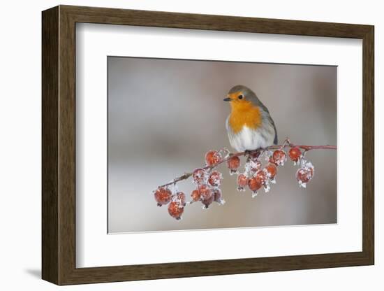 Adult Robin (Erithacus Rubecula) in Winter, Perched on Twig with Frozen Crab Apples, Scotland, UK-Mark Hamblin-Framed Photographic Print