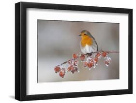 Adult Robin (Erithacus Rubecula) in Winter, Perched on Twig with Frozen Crab Apples, Scotland, UK-Mark Hamblin-Framed Photographic Print