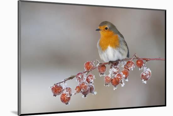 Adult Robin (Erithacus Rubecula) in Winter, Perched on Twig with Frozen Crab Apples, Scotland, UK-Mark Hamblin-Mounted Photographic Print