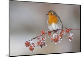 Adult Robin (Erithacus Rubecula) in Winter, Perched on Twig with Frozen Crab Apples, Scotland, UK-Mark Hamblin-Mounted Photographic Print