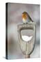 Adult Robin (Erithacus Rubecula) Perched on Spade Handle in the Snow in Winter, Scotland, UK-Mark Hamblin-Stretched Canvas
