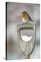 Adult Robin (Erithacus Rubecula) Perched on Spade Handle in the Snow in Winter, Scotland, UK-Mark Hamblin-Stretched Canvas