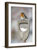 Adult Robin (Erithacus Rubecula) Perched on Spade Handle in the Snow in Winter, Scotland, UK-Mark Hamblin-Framed Photographic Print