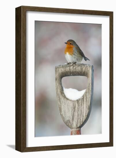 Adult Robin (Erithacus Rubecula) Perched on Spade Handle in the Snow in Winter, Scotland, UK-Mark Hamblin-Framed Photographic Print