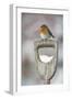 Adult Robin (Erithacus Rubecula) Perched on Spade Handle in the Snow in Winter, Scotland, UK-Mark Hamblin-Framed Photographic Print