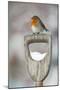 Adult Robin (Erithacus Rubecula) Perched on Spade Handle in the Snow in Winter, Scotland, UK-Mark Hamblin-Mounted Photographic Print